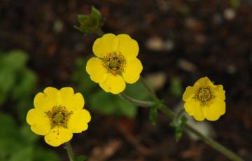 Geum elatum