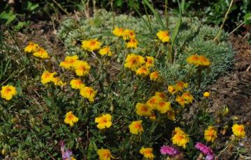 Helianthemum 'Ben Fhada'