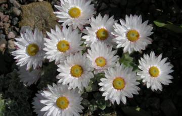 Helichrysum milfordiae; photo by Todd Boland