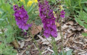 Verbascum atroviolaceum, a dwarf species; Calgary, AB.