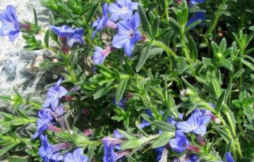 Lithodora diffusa 'Grace Ward'