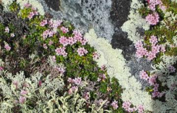 Loiseleuria procumbens