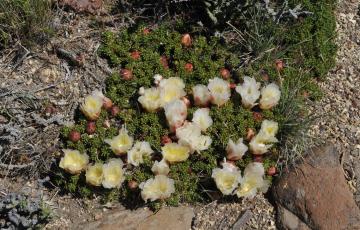 Maihuenia patagonica