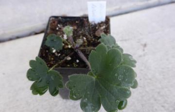 Aconitum rotundifolium seedling.