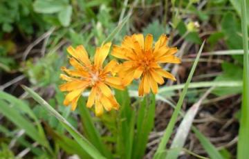 Agoseris aurantiaca; Banff National Park, AB.