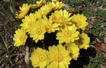 Adonis vernalis; Calgary, AB.