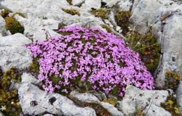 In the wild, Alberta Rockies.