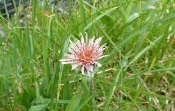 Agoseris lackschewitzii; Banff National Park, AB.