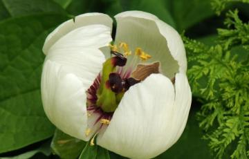 Paeonia japonica