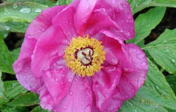 Paeonia officinalis 'Mollis'