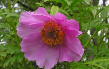 Paeonia veitchii