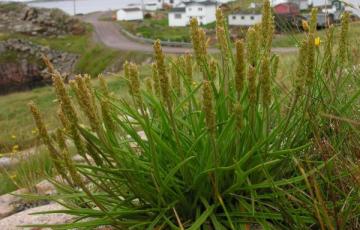 Plantago maritima