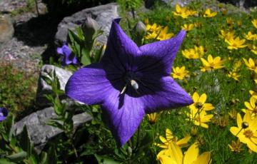 Platycodon grandiflorum