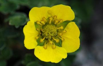 Potentilla cuneata