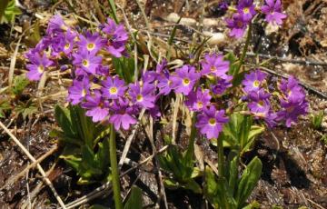 Primula auriculata in the wilds of the Greater Caucasus