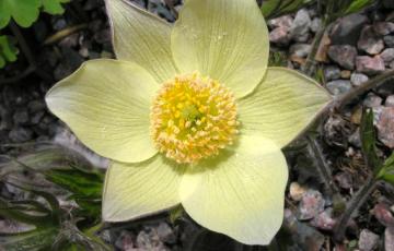 Pulsatilla patens subsp. flavescens; photo by Todd Boland