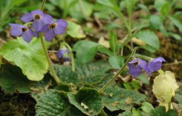 Ramonda serbica growing in the wilds of northern Greece