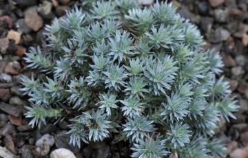 Raoulia grandiflora