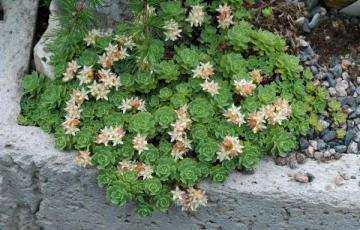 Rhodiola pachyclados