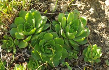 Sempervivum caucasicum, near Tblisi, Georgia