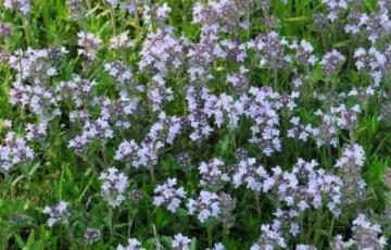 Thymus tiflisiensis