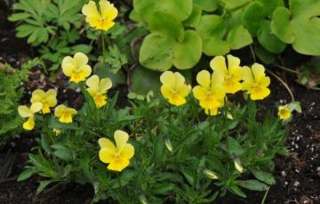 Viola lutea