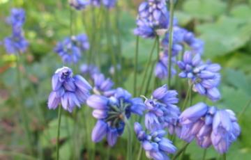 Allium sikkimense; Calgary, AB.