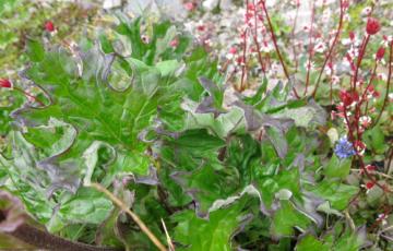 Petasites nivalis subsp. vitifolius