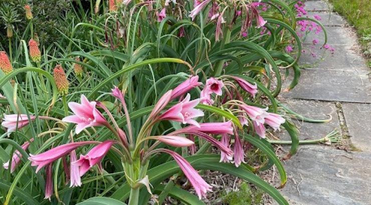 Crinum bulbispermum in  full bloom