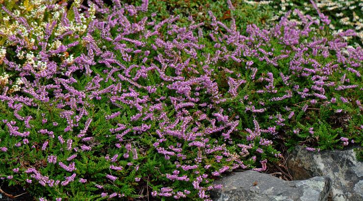 Calluna vulgaris  ‘Indian Thick Rug’