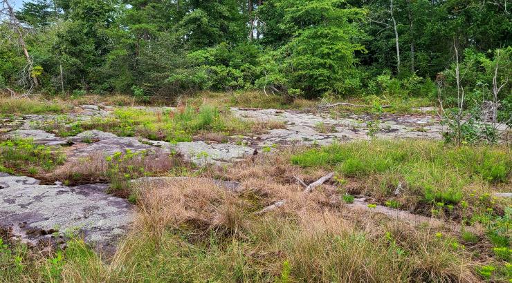 A dry sandstone glade 