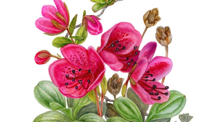 Botanical illustration of Therorhodion camtschaticum