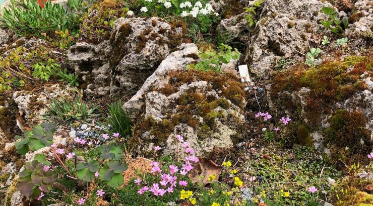 Jaime’s tufa garden