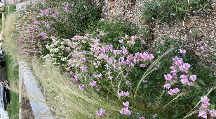 The hell strip garden bed in its second summer