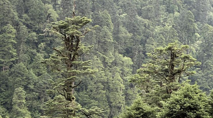 Abies spectabilis forest 