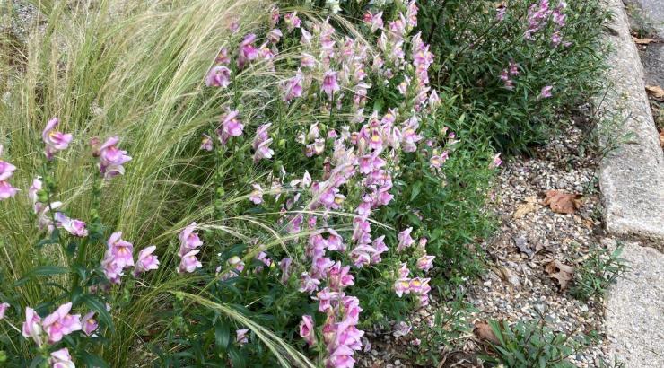 The hell strip garden bed in its second summer