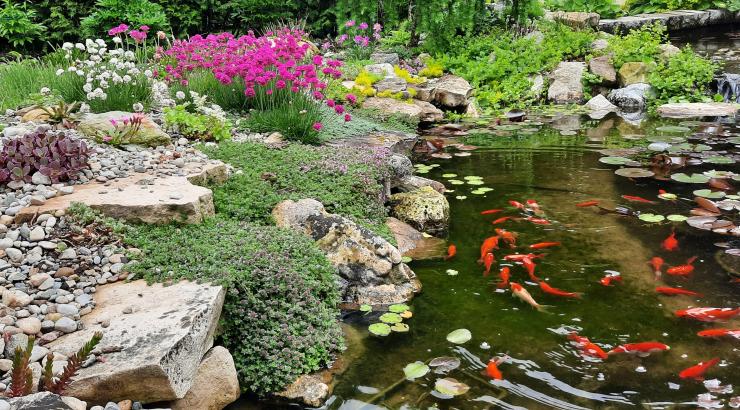 Spring bloom at the edge of rock garden and pond.