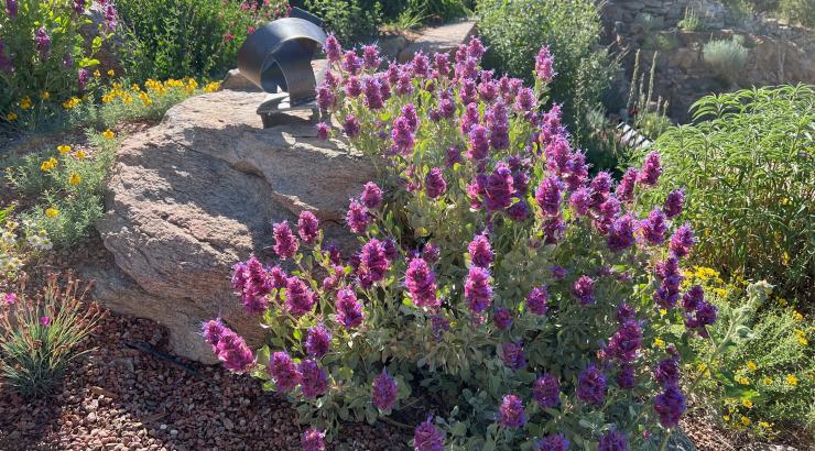 Salvia pachyphylla