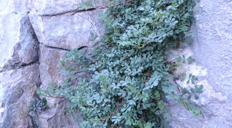 Acaena caesiiglauca growing in a crack in a rock  at Denver Botanic Gardens