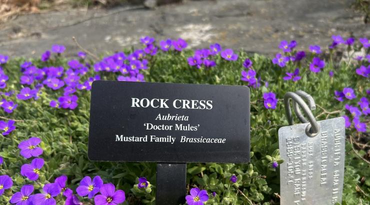 Flowering Aubrieta ‘Doctor Mules’ with accession and  display labels in place