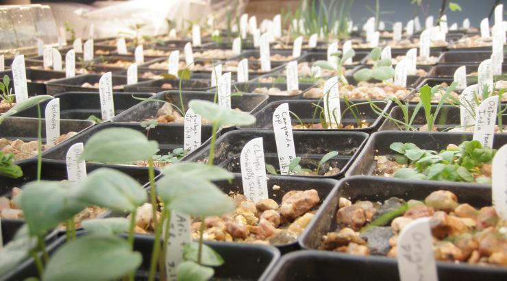 Home-grown rock garden plants:  biodiversity for the garden.