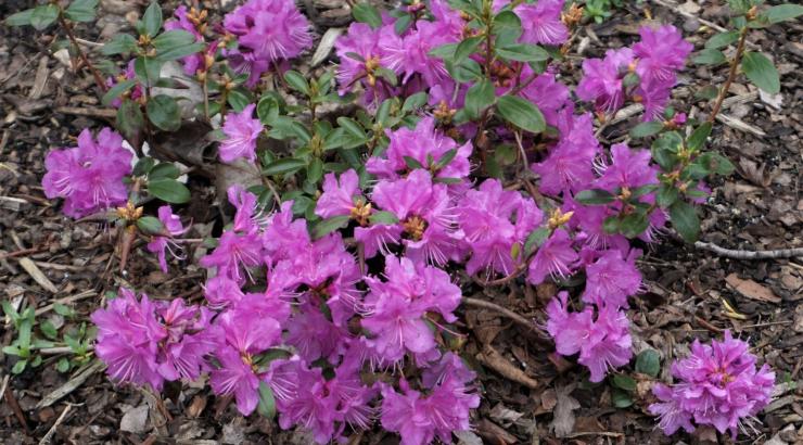 Rhododendron dauricum 'Nanum'