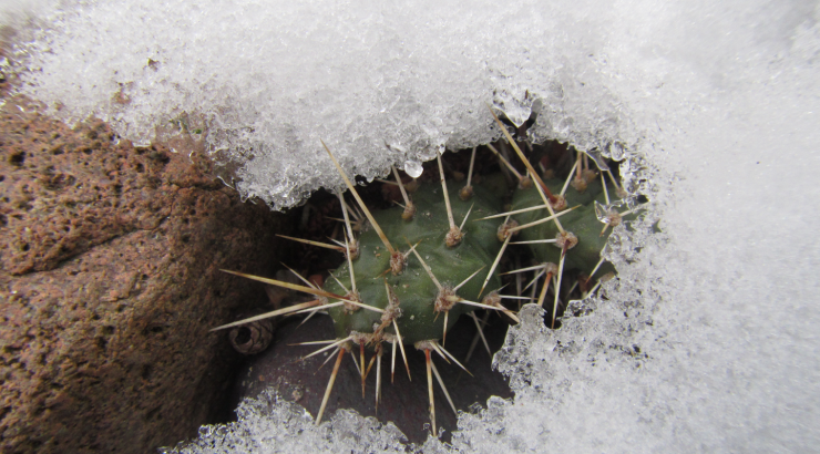 Opuntia fragilis in the snow.