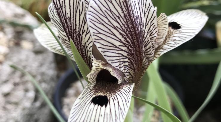 Iris acutiloba subsp. lineolata