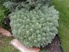 Artemisia schmitiana
