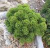 Pinus mugo 'Sharwood Compact'