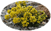 Draba hispanica