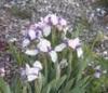 Erica Schumacher dwarf iris